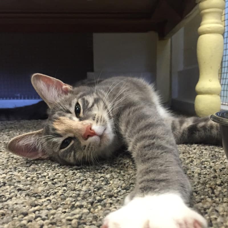 About The Best Cat Kennel Near Me