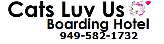 Cat tiktok at Cats Luv Us