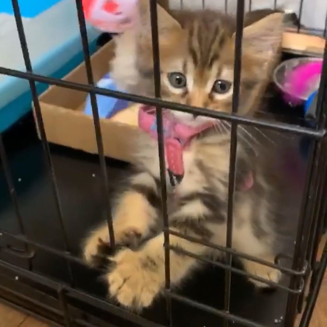 Cat hotel at Cats Luv Us