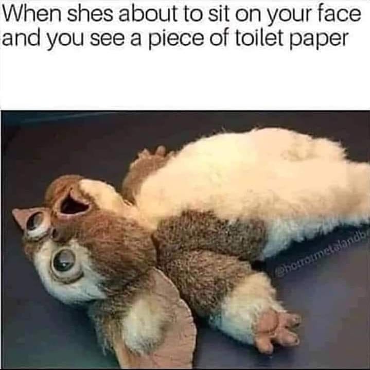 Baby cats at Cats Luv Us