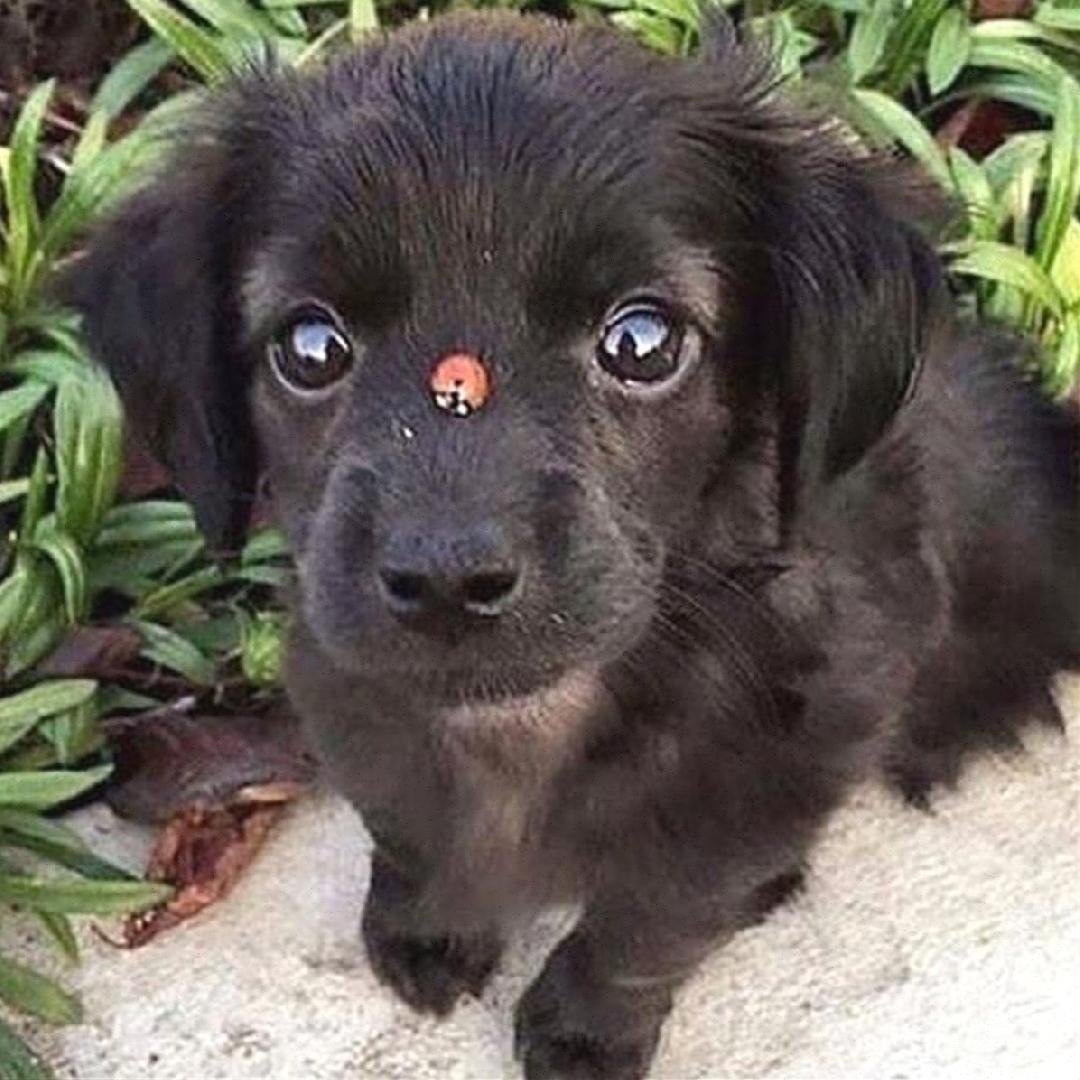 Baby cats at Cats Luv Us