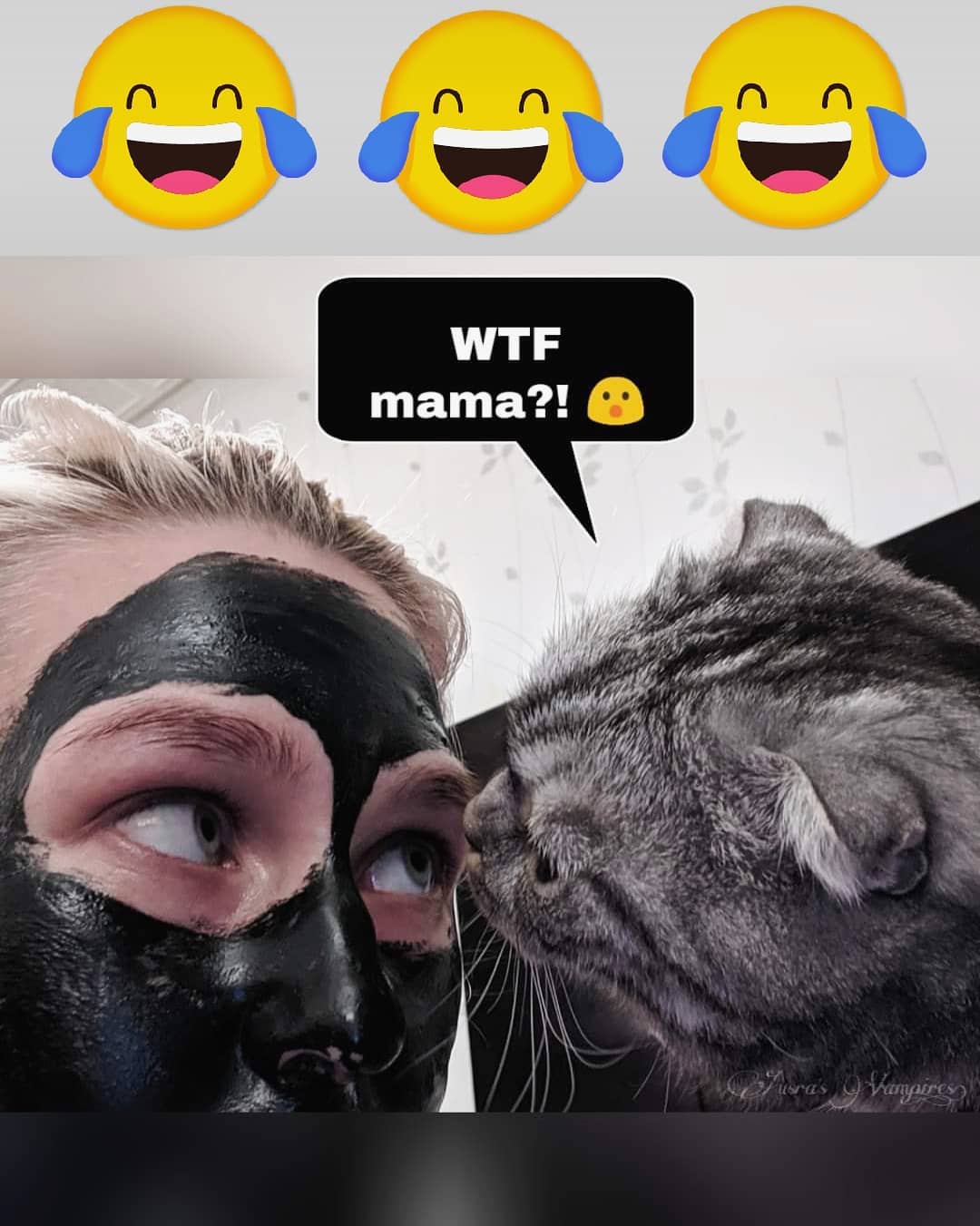 Cat tiktok at Cats Luv Us