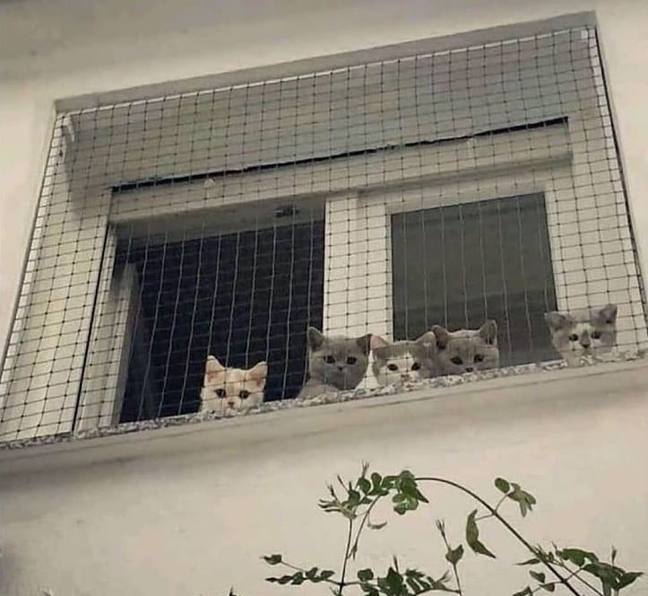 Cat tiktok at Cats Luv Us