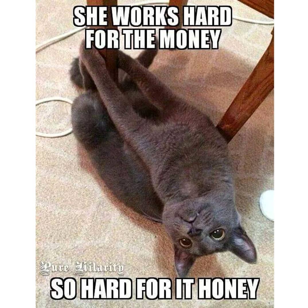 Cat tiktok at Cats Luv Us