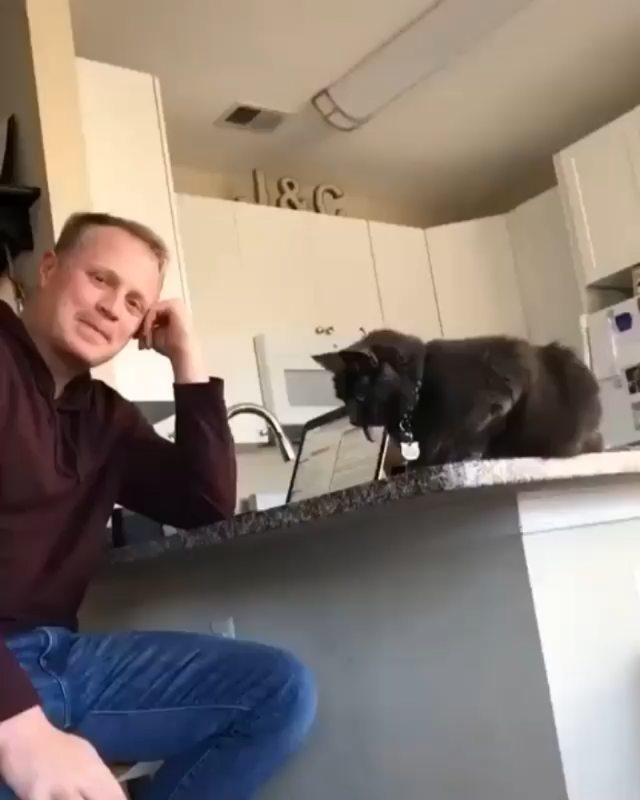 Cat youtube at Cats Luv Us