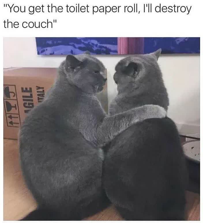 Cat tiktok at Cats Luv Us