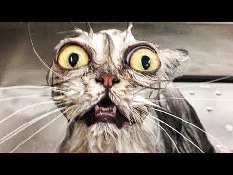 3 min of Funny Cats Compilation /Best ever/