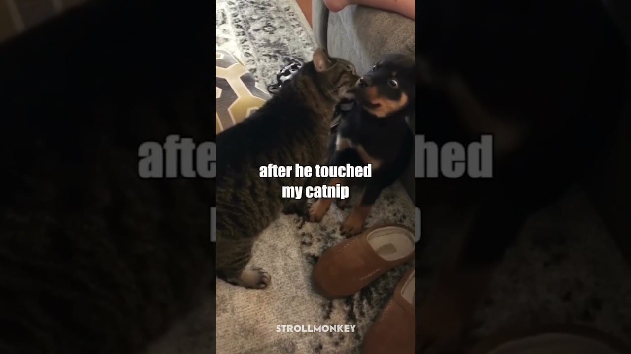 10 Reasons Why Dogs are the Funniest (and Best) Pets #dogoftheday #doglife #doglovers #bark