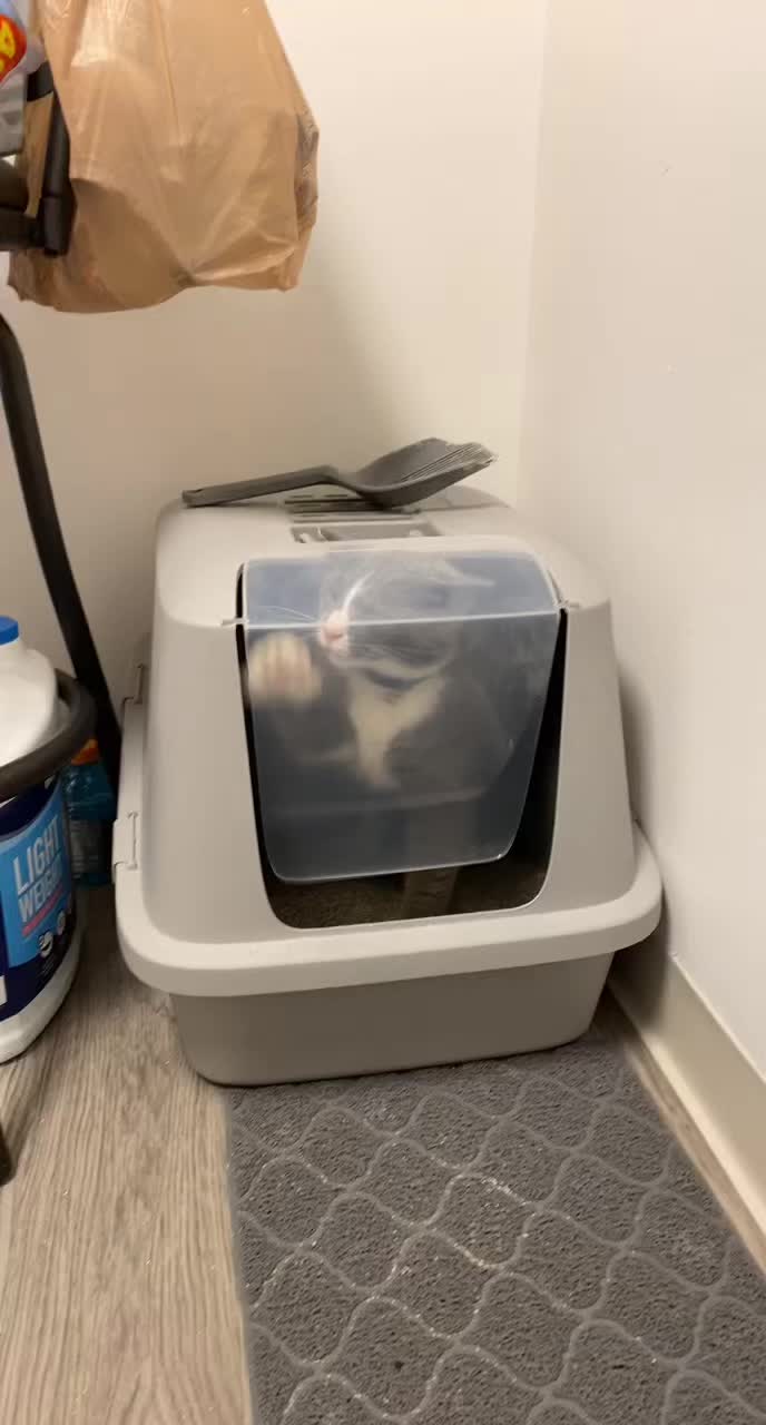 🐱😼📦🤔 Oh no! Good enough’s trapped within the box again! Can he hotfoot the imperfect clutches of the cat box reformatory? Take care of tuned for extra! 😹👍 #catboxtroubles #funnycatvideos #escapeartist #catsoftiktok #catvideos #funnycats #catlife #catlovers #meow #kittylove #catsofinstagram #cutecats #felinefriends #catmemes #catsoftiktok  | Textual train TIKTOK to 833-880-7724 For A Free Evening Promo Code