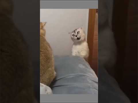 Carnival lanzarote at Cats Luv Us