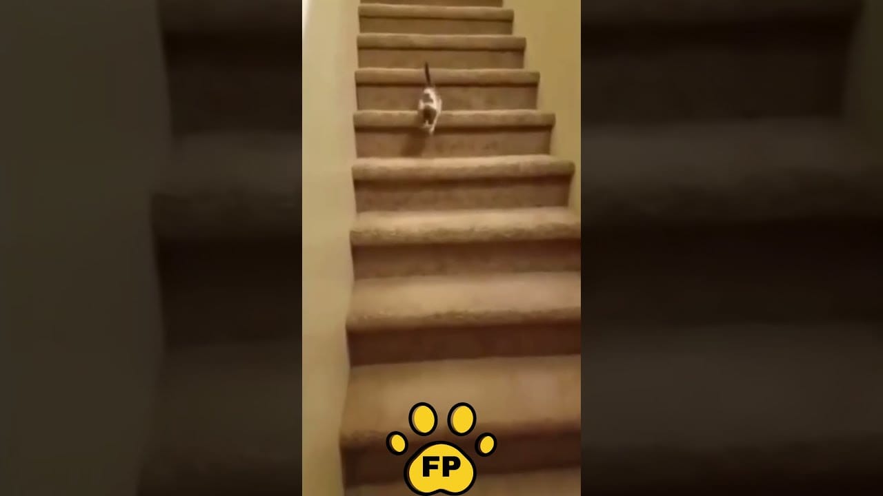 Aww Animals!! Cute And Funny Dogs Cats Videos Compilation #shorts