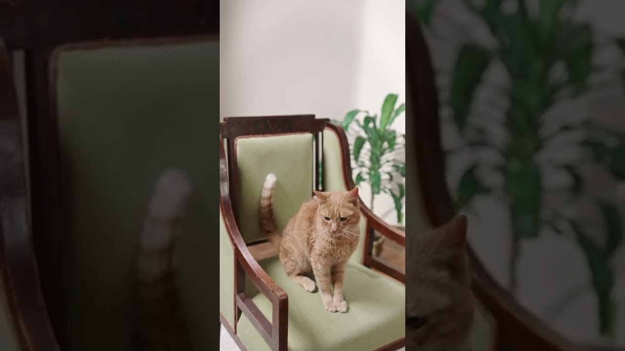 BEST FUNNY CATS COMPILATION-Cute Dogs and Cats Doing Funny.