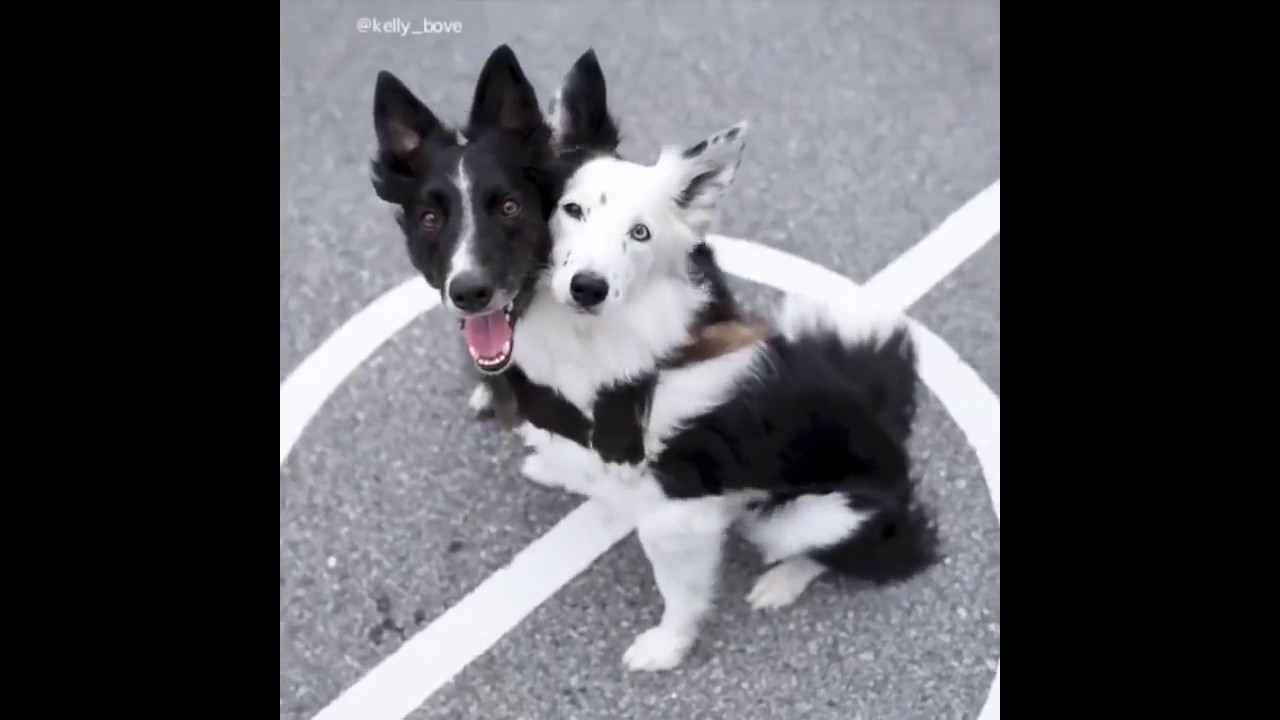 Adorable Animals - Cute Pets - Funny Dogs - Cat Fails- New 2019 Edition #1