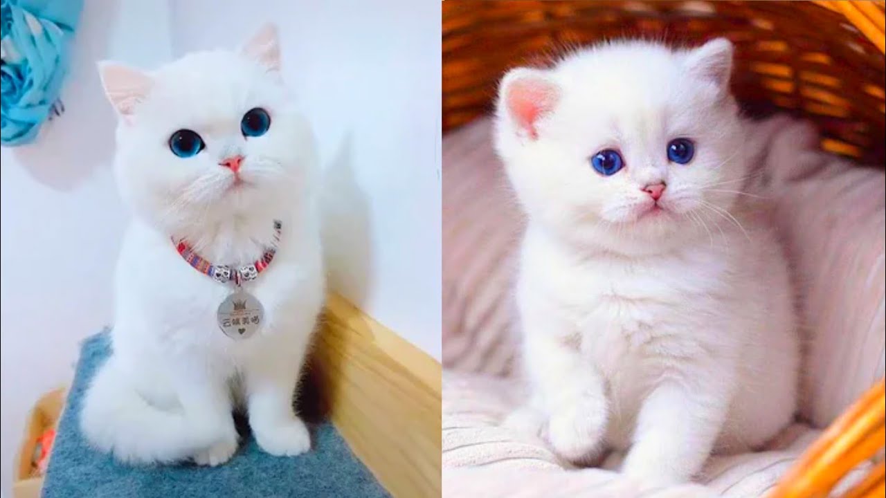 Cat youtube at Cats Luv Us