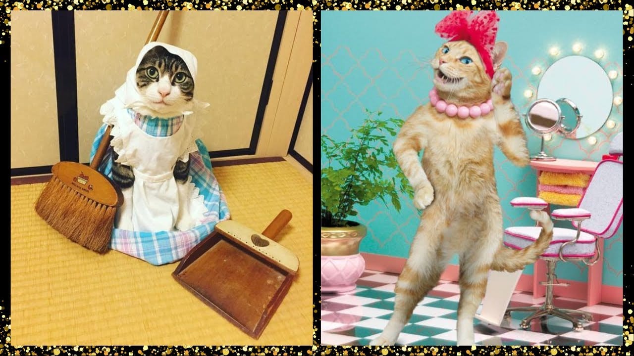 Baby Cats | Cute and Funny Cat Videos Compilation #56 | @thepetspark