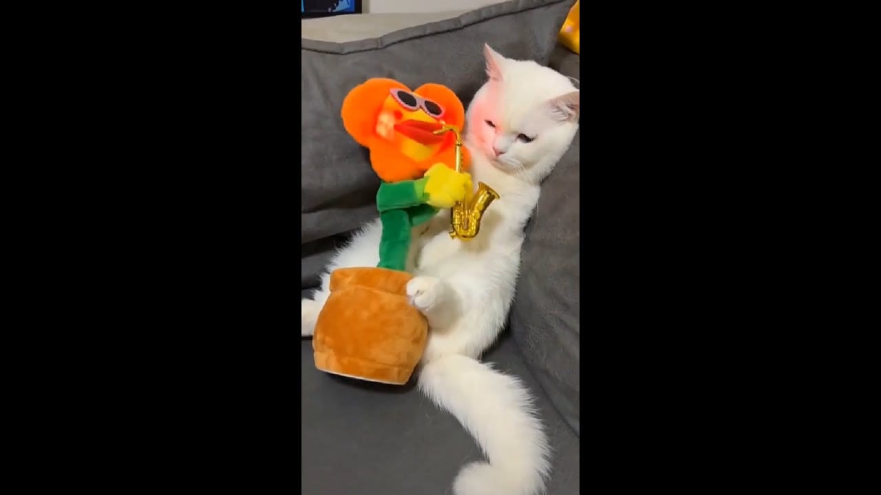 Baby Cats - Cute and Funny Cat Videos #Shorts #45