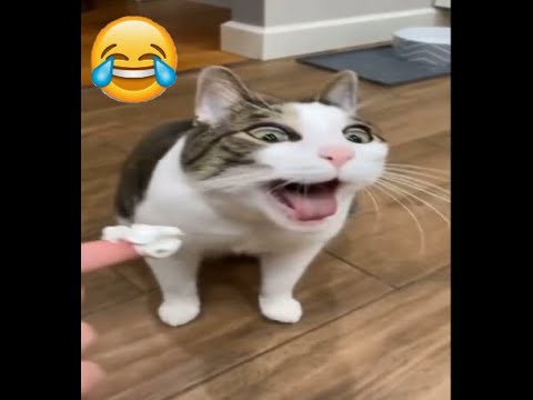 Cat tiktok at Cats Luv Us