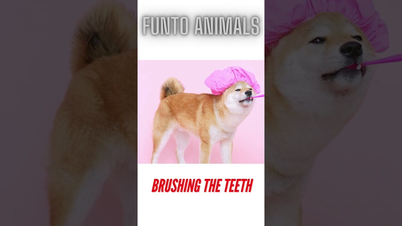 animals eating resting brushing the teeth #shorts