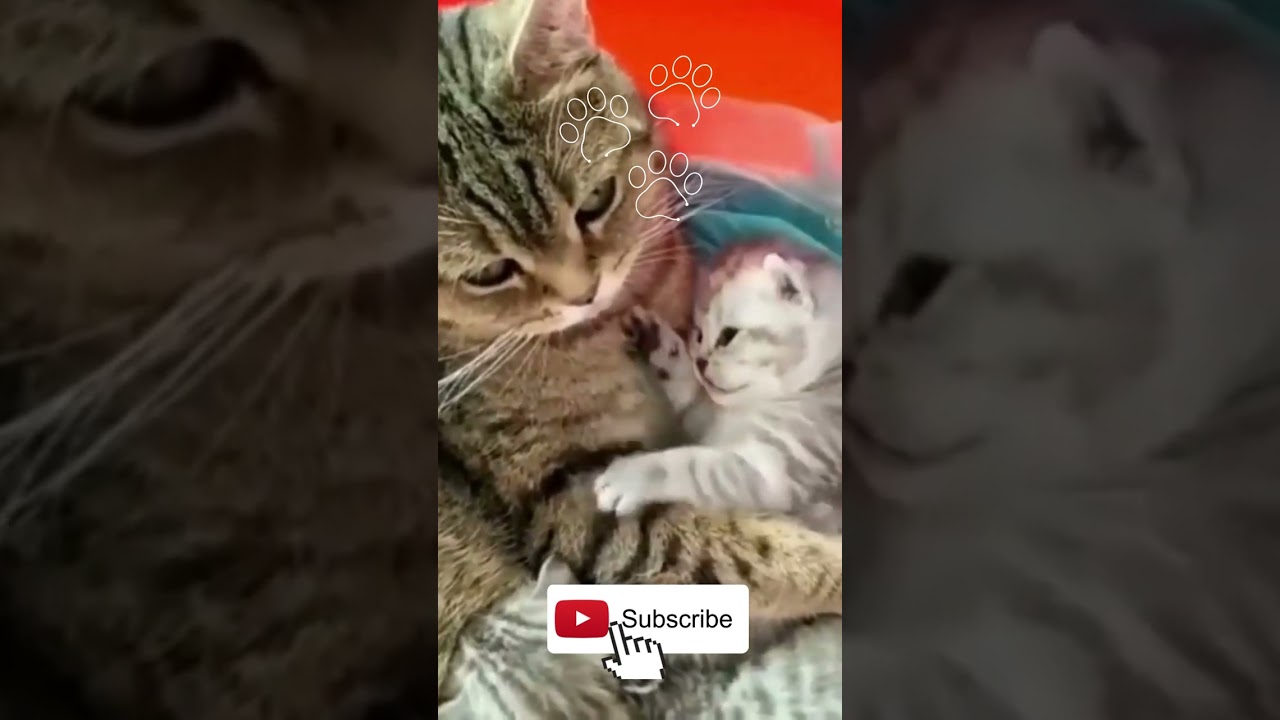 Baby Cats - Cute and Funny Baby Cats | Cats Short Videos