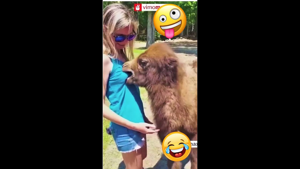 2022 New Animal Funny Video | #shorts #youtubeshorts #viral