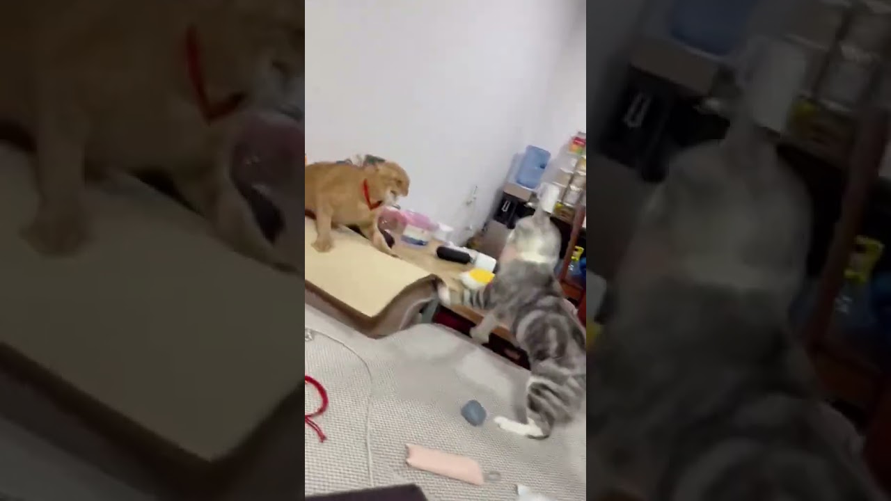 2023 Funniest Cat Videos You'll Laugh So Hard You'll Cry