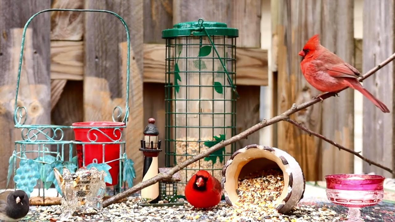 3 HOURS - Videos for Cats to Watch - Backyard Birds - North America - Relax, Calm & Entertain