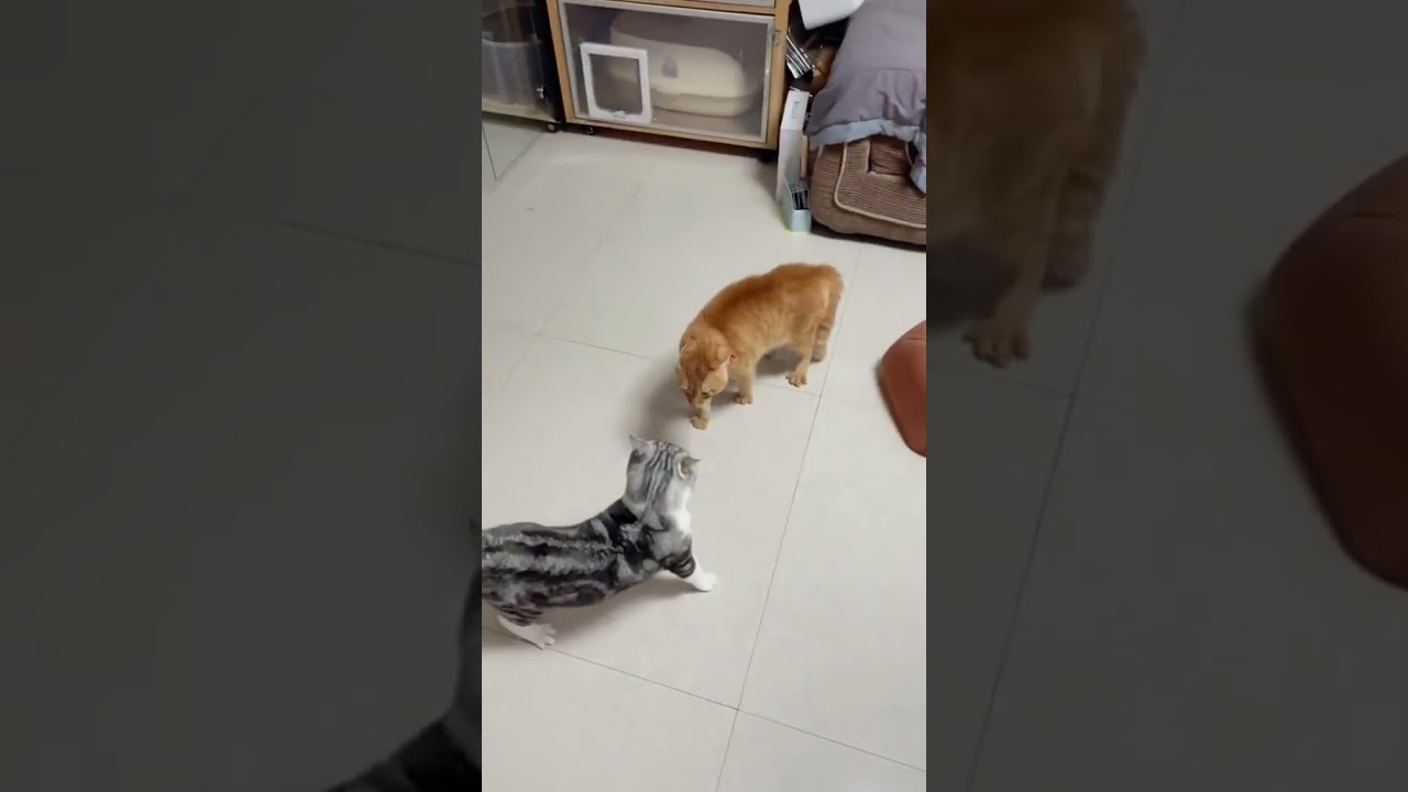 2023 Funniest Cat Videos You'll Laugh So Hard You'll Cry #85