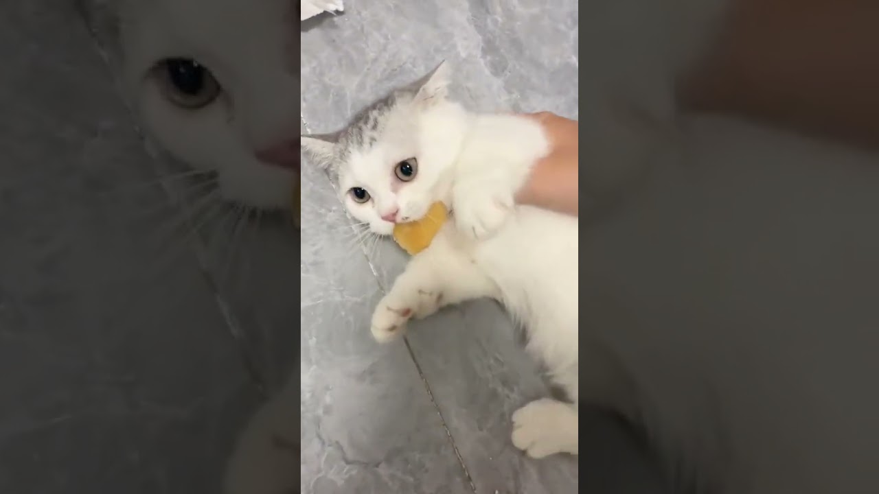 2023 Funniest Cat Videos You'll Laugh So Hard You'll Cry #100