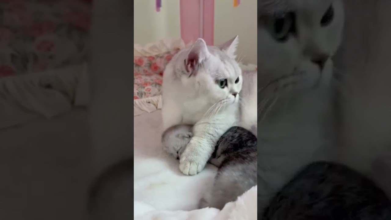 2023 Funniest Cat Videos You'll Laugh So Hard You'll Cry #105