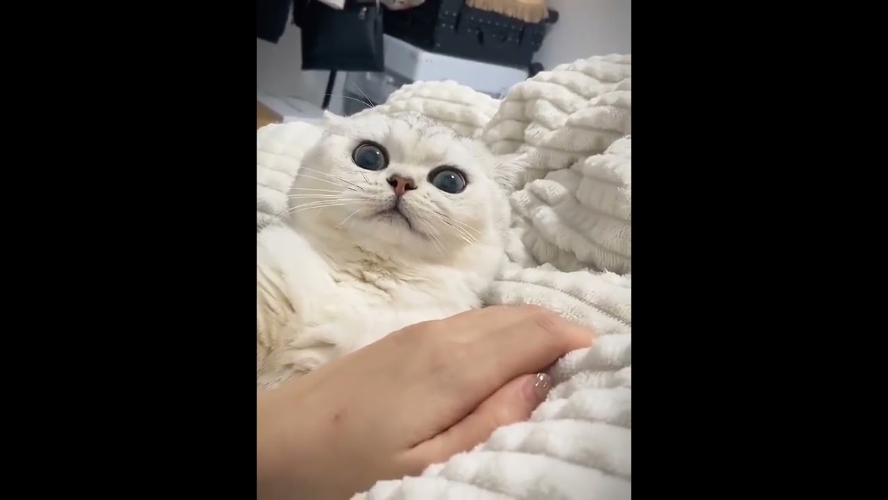 2023 Funniest Cat Videos You'll Laugh So Hard You'll Cry