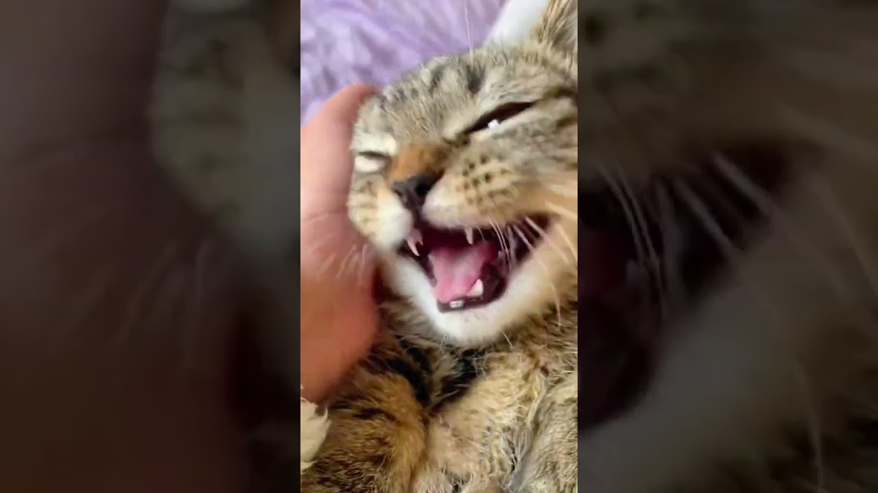 2023 Funniest Cat Videos You'll Laugh So Hard You'll Cry #catcomedy #catfails #cathumor