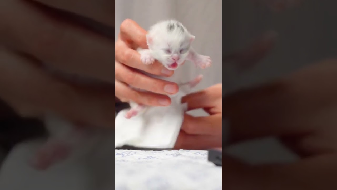 2023 Funniest Cat Videos You'll Laugh So Hard You'll Cry #140 #catcomedy #catfails #cathumor