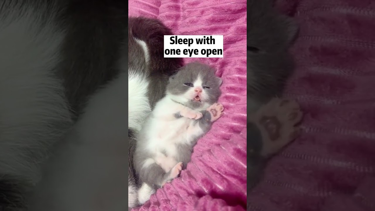 2023 Funniest Cat Videos You'll Laugh So Hard You'll Cry #138  #catcomedy #catfails #cathumor