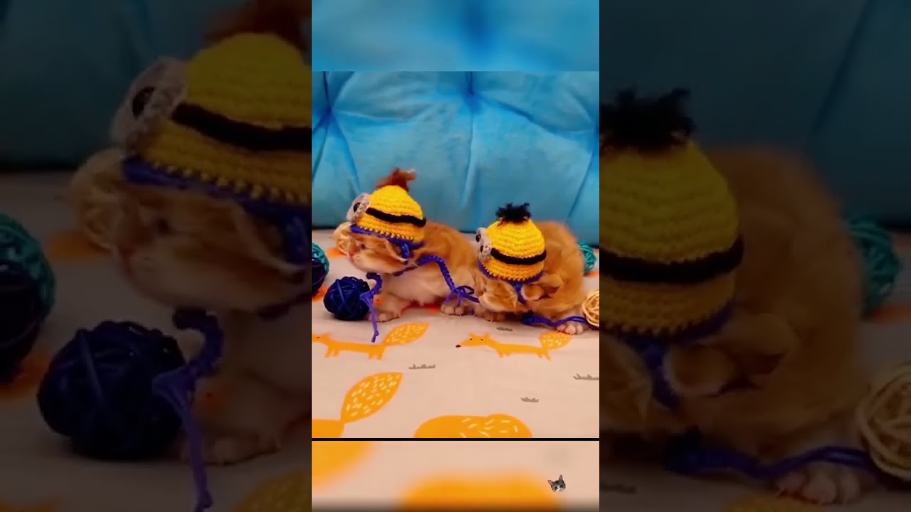 2023 Funniest Cat Videos You'll Laugh So Hard You'll Cry #catcomedy #catfails #cathumor