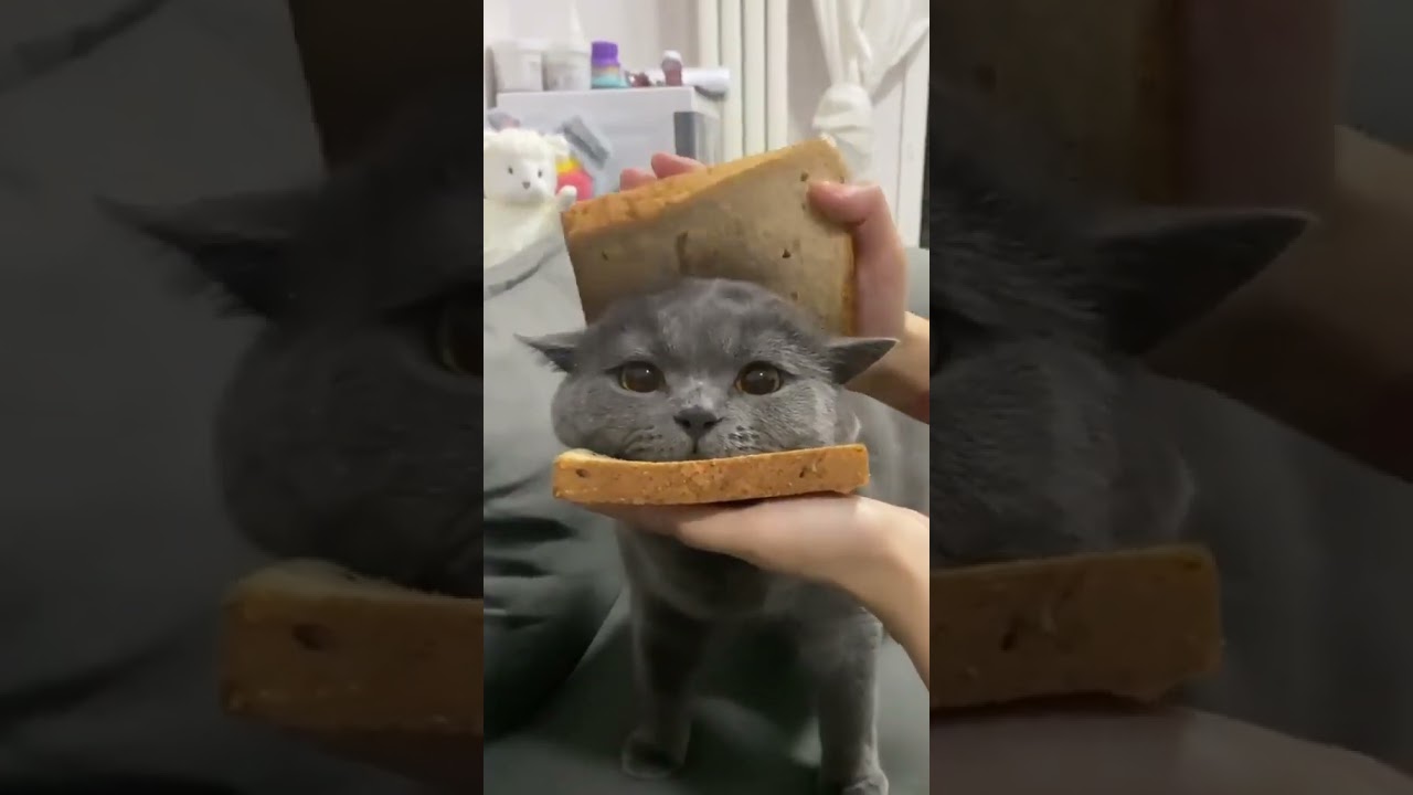 2023 Funniest Cat Videos You'll Laugh So Hard You'll Cry #catcomedy #catfails #cathumor