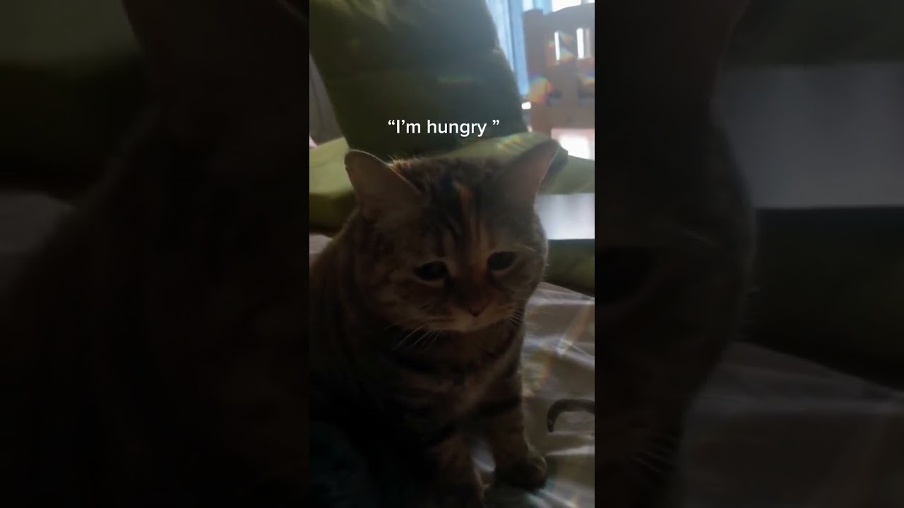 2023 Funniest Cat Videos You'll Laugh So Hard You'll Cry #108