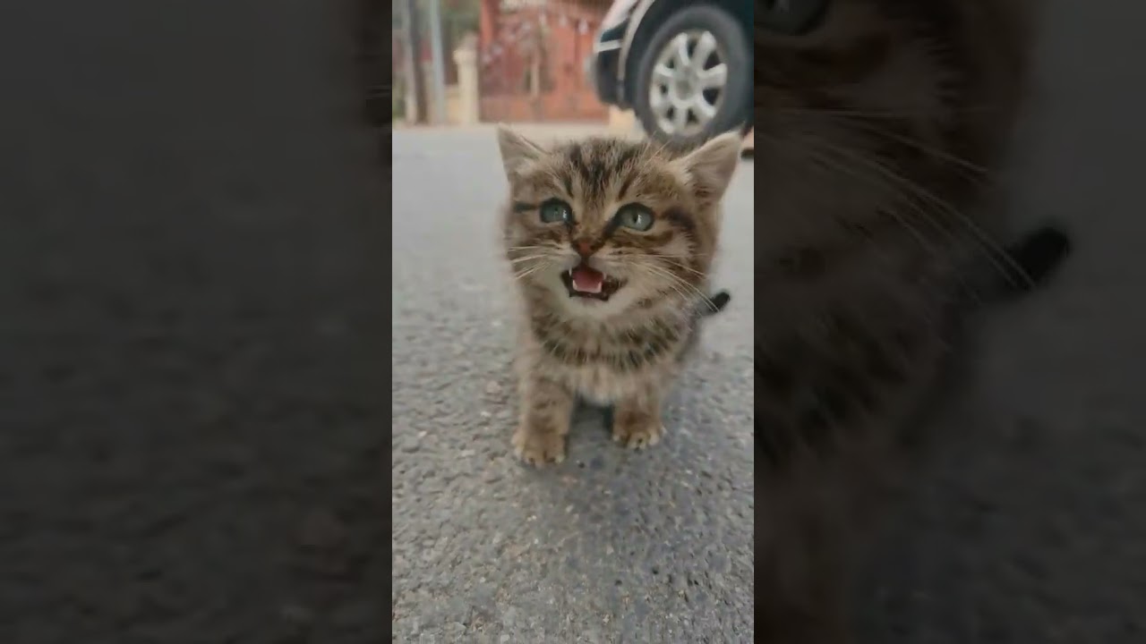 2023 Funniest Cat Videos You'll Laugh So Hard You'll Cry #103