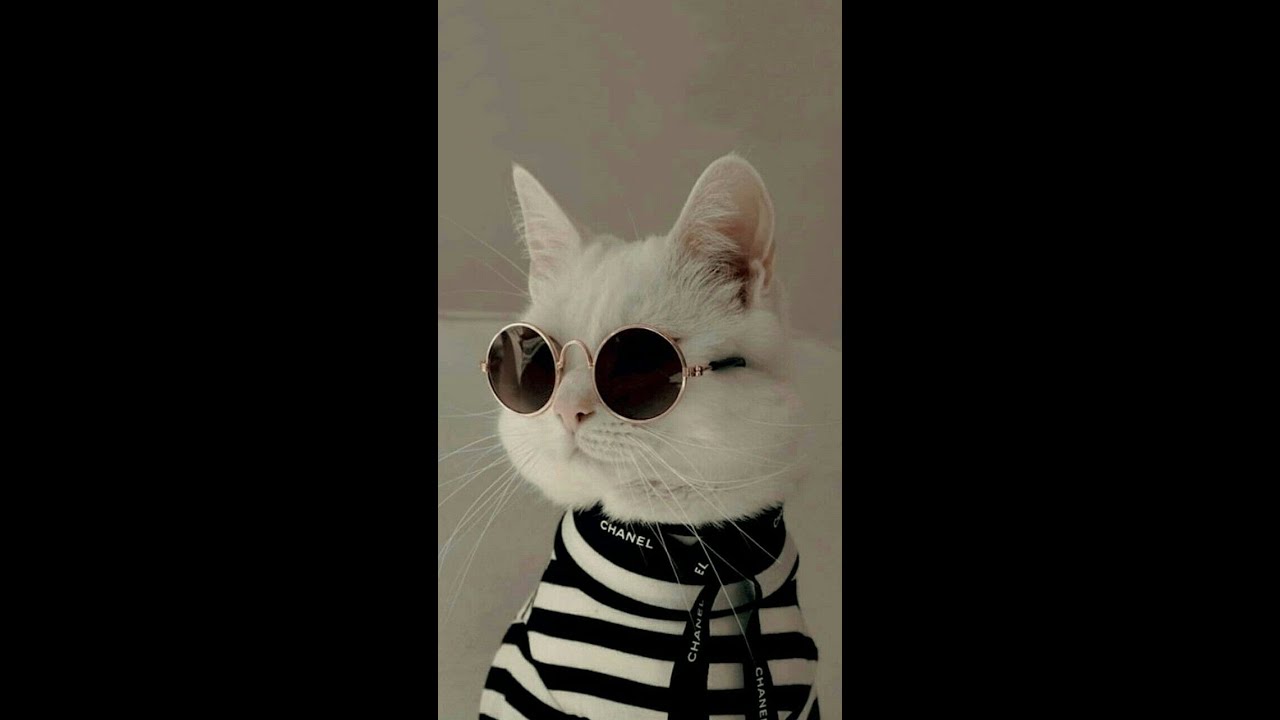 Cat boarding at Cats Luv Us