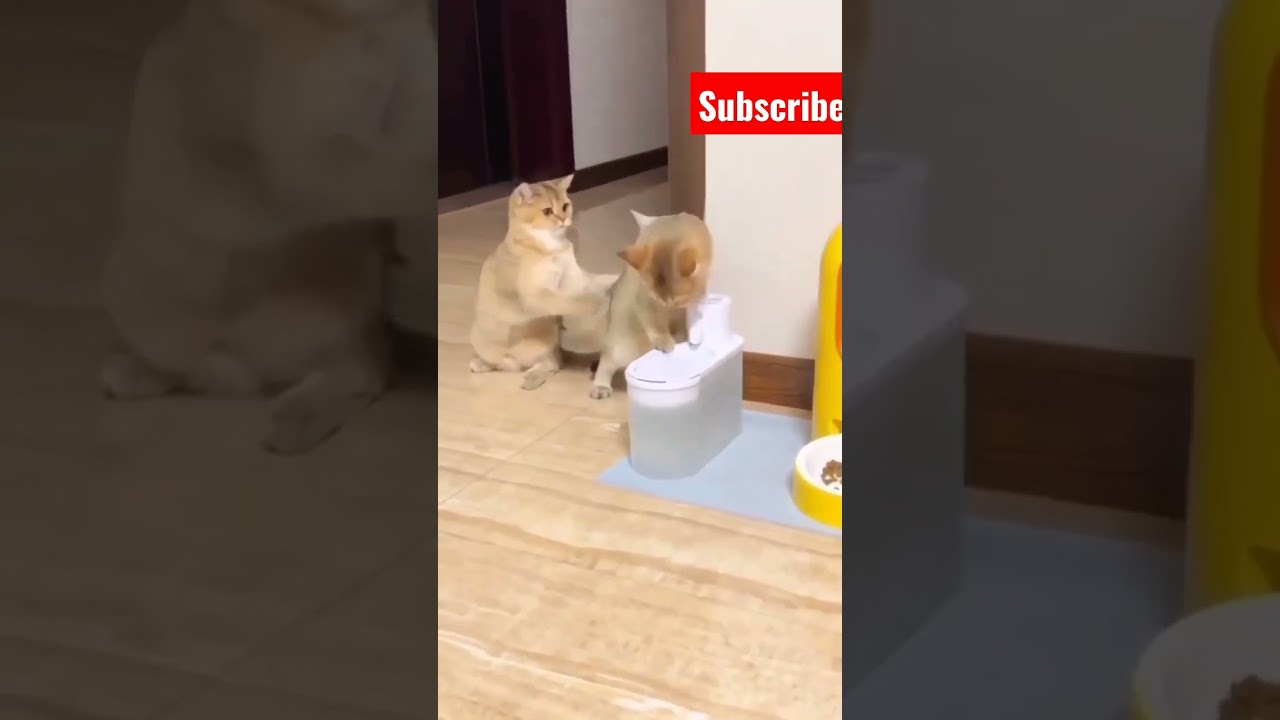 animals funny videos/two cat / Vadivel comedy audio