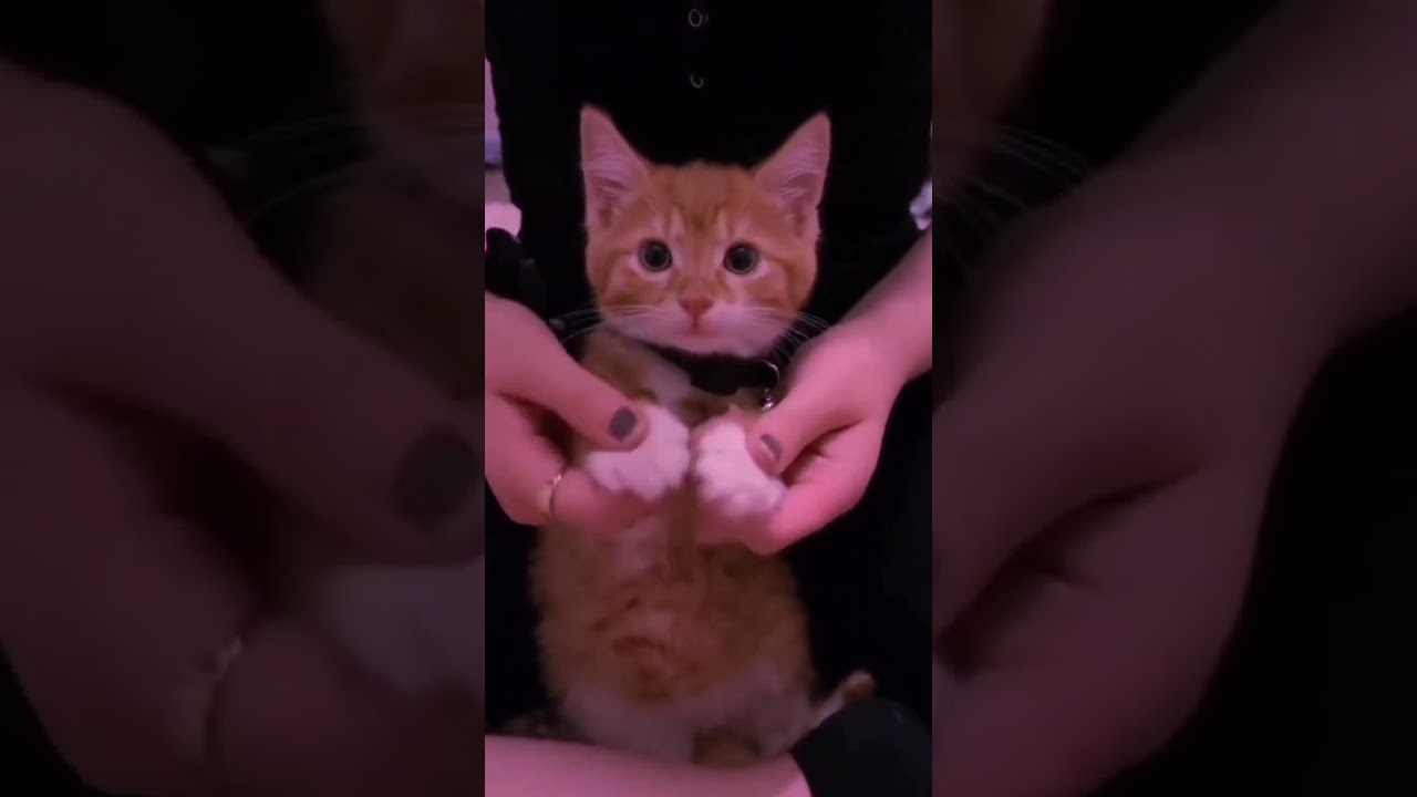 2023 Funniest Cat Videos You'll Laugh So Hard You'll Cry #155 #catcomedy #catfails #cathumor