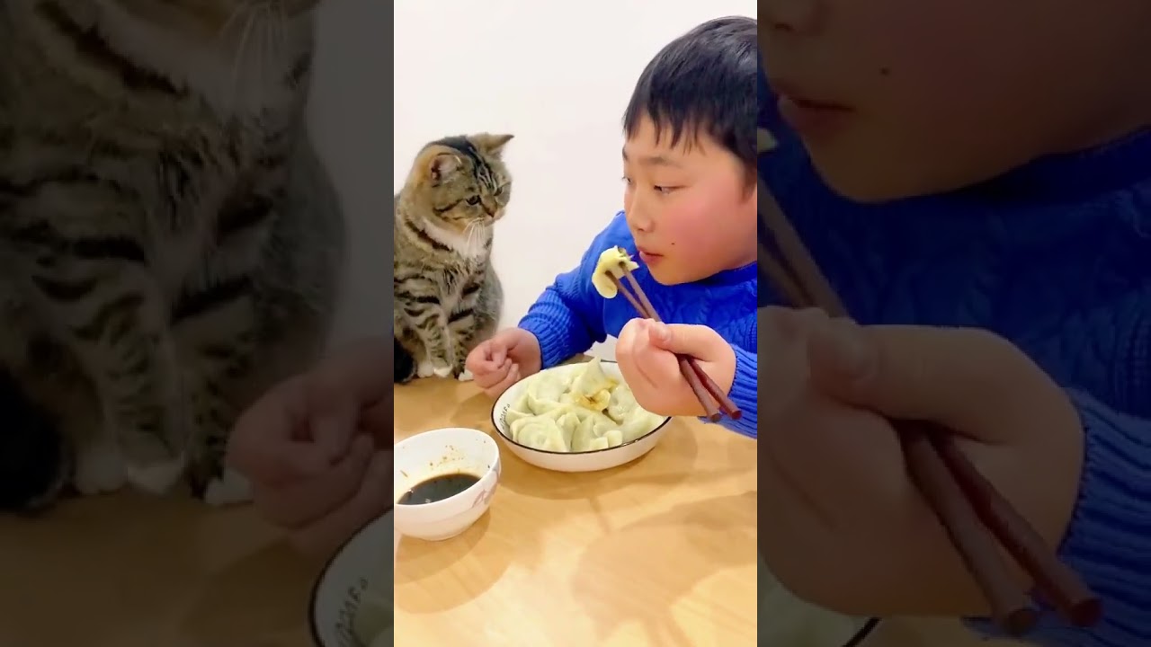 #127 #catcomedy #catfails #cathumor #funnycats #funnycatvideos #catantics