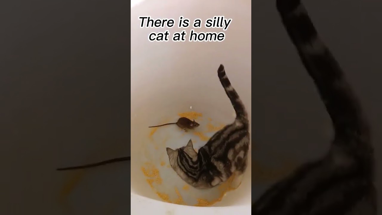 #129  #catcomedy #catfails #cathumor #funnycats #funnycatvideos #catantics