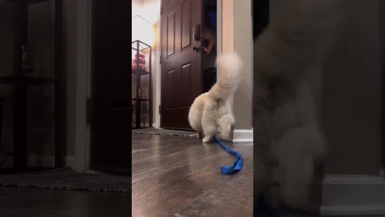 2023 Funniest Cat Videos You'll Laugh So Hard You'll Cry #167 #catcomedy #catfails #cathumor