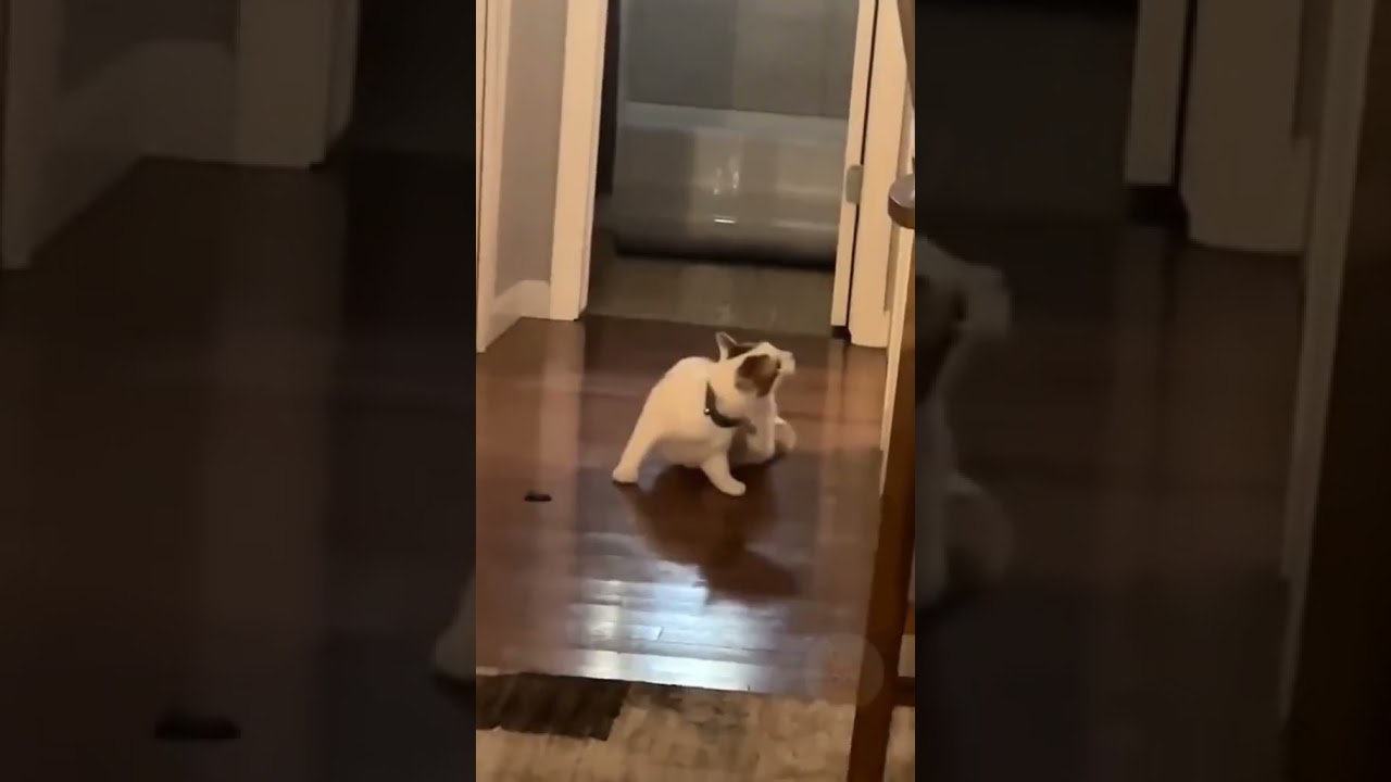 2023 Funniest Cat Videos You'll Laugh So Hard You'll Cry #160  #catcomedy #catfails #cathumor