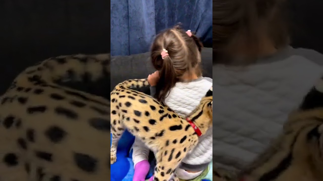 2023 Funniest Cat Videos You'll Laugh So Hard You'll Cry #165  #catcomedy #catfails #cathumor