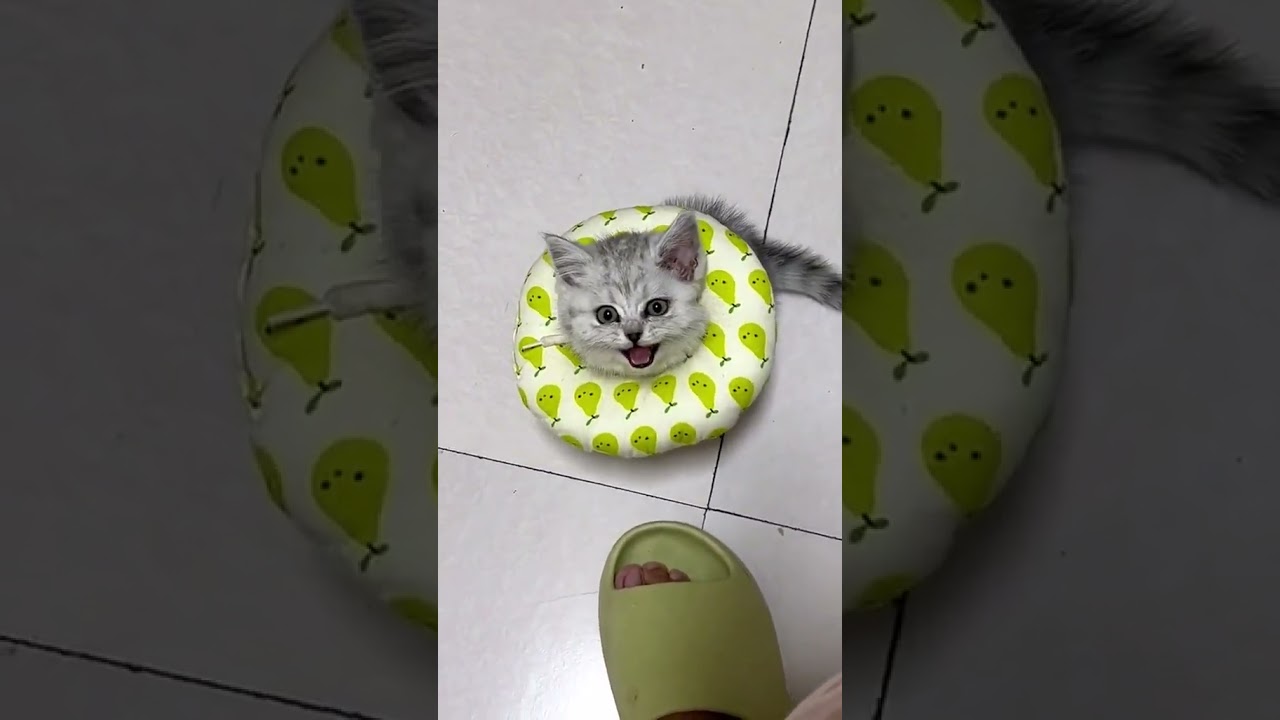 2023 Funniest Cat Videos You'll Laugh So Hard You'll Cry #catcomedy #catfails #cathumor