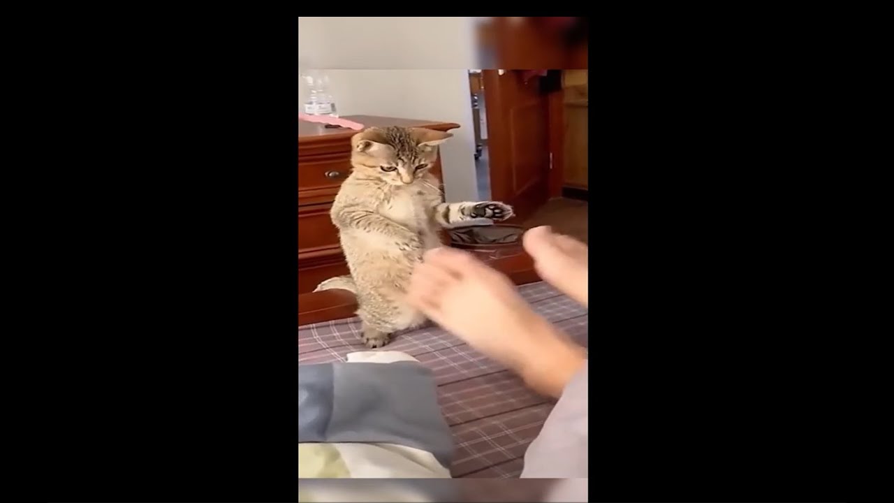 2024's Funniest Furry Friends: Cats & Dogs in Hilarious Antics