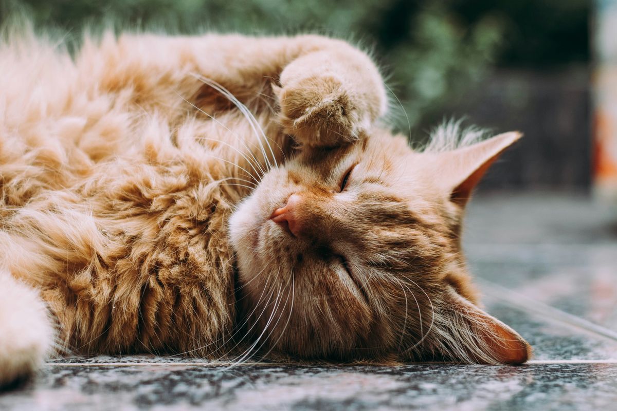 Siamese Munchkin Cat Mix: Characteristics and Care