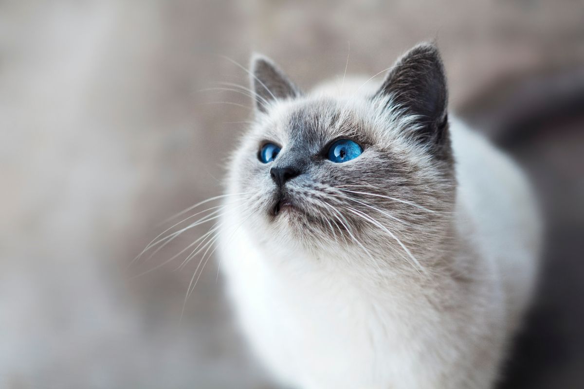 Exploring Different Types of Cat Litter for Your Feline Friend