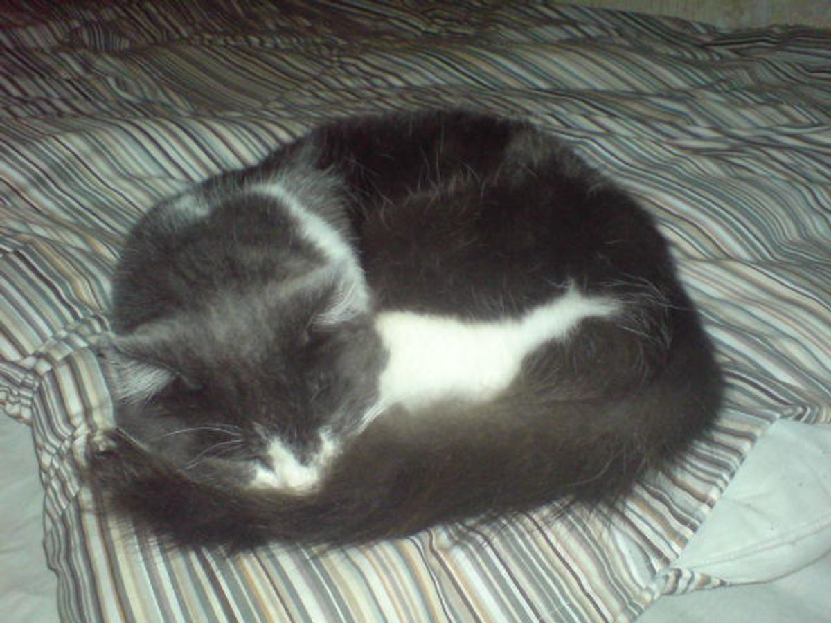 10 Best Heated Cat Beds for Warm and Cozy Nights